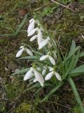 Galanthus nivalis