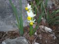 Narcissus tazetta