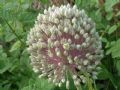 Allium ampeloprasum