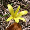 Sternbergia colchiciflora