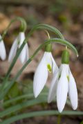 Galanthus nivalis