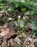 Allium pendulinum