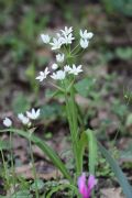 Allium pendulinum