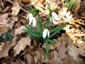 Galanthus nivalis