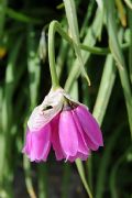 Allium narcissiflorum