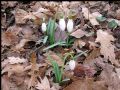 Galanthus nivalis