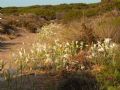 Pancratium maritimum