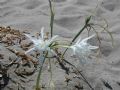 Pancratium maritimum