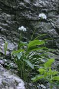 Allium ursinum