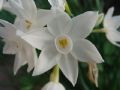 Narcissus papyraceus