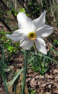 Narcissus poeticus