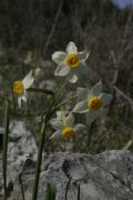 Narcissus tazetta