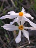 Narcissus serotinus