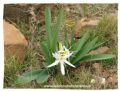 Pancratium illyricum