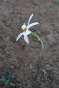 Narcissus serotinus