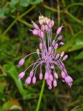 Allium carinatum subsp. pulchellum