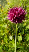 Allium sphaerocephalon