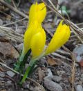 Sternbergia sicula