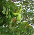 Baizongia pistaciae