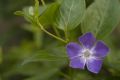 Vinca major