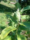 Asclepias syriaca