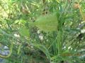 Asclepias fruticosa