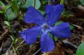 Vinca major