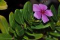 Catharanthus roseus