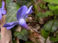 Vinca minor