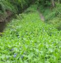 Vinca major