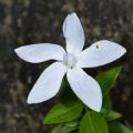 Vinca difformis subsp. difformis