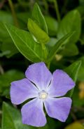 Vinca major