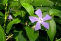 Vinca major