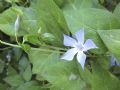 Vinca difformis subsp. sardoa