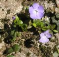 Vinca minor