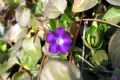 Vinca major