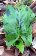 Arum maculatum