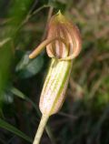 Arisarum vulgare