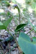 Arisarum vulgare