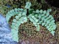 Asplenium adulterinum