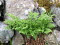 Asplenium cuneifolium