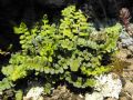 Asplenium petrarchae