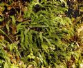 Asplenium trichomanes subsp. quadrivalens