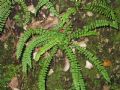 Asplenium trichomanes