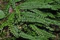 Asplenium trichomanes  subsp. quadrivalens