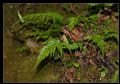 Asplenium onopteris