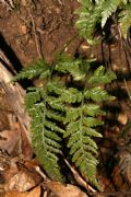 Asplenium adiantum-nigrum