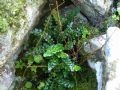 Asplenium ceterach