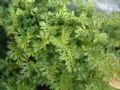 Asplenium fissum