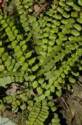 Asplenium trichomanes